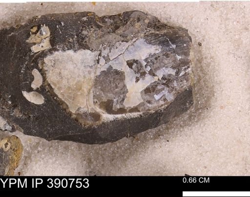 undet. Bivalvia