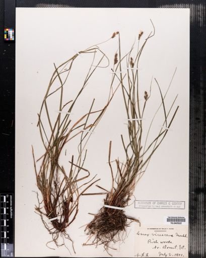 Carex virescens