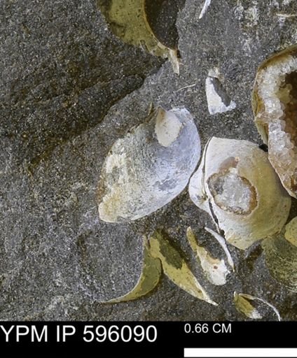 Protocardia?