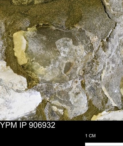 undet. Bivalvia