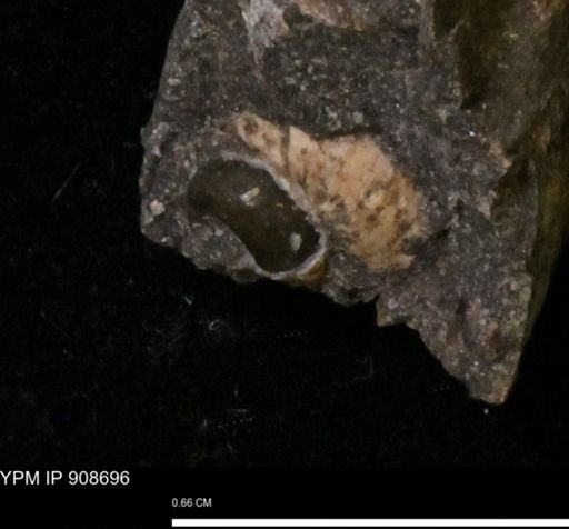 undet. Turritellidae