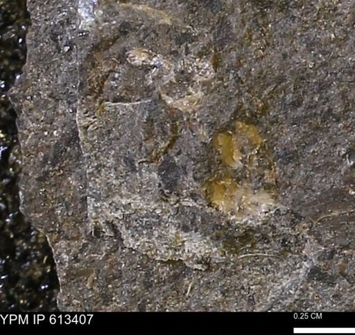 Scaphites sp.