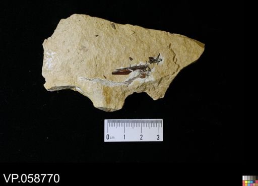 undet. Actinopterygii