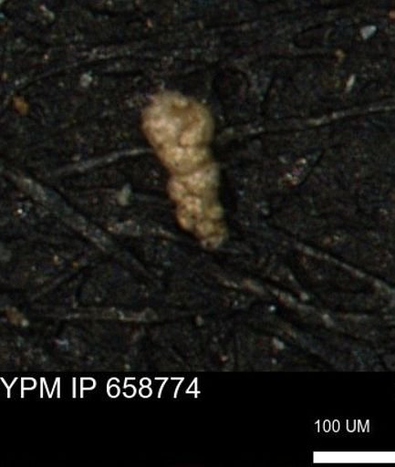 Verneuilinoides kansasensis