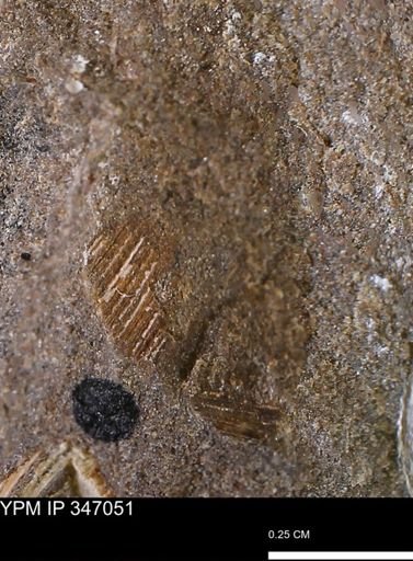 undet. Bivalvia