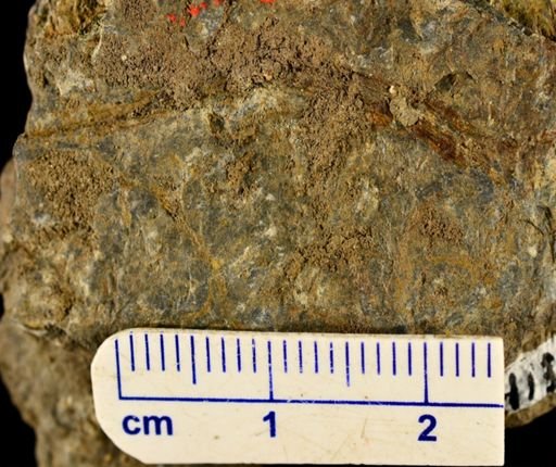 Psilophyton sp.