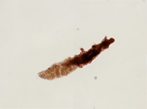 Dactylobiotus