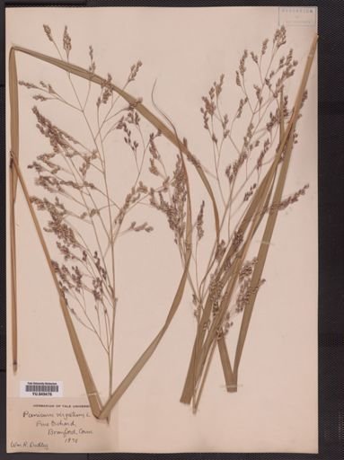 Panicum virgatum