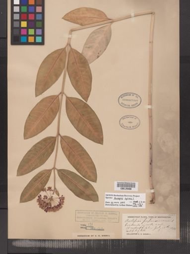 Asclepias syriaca