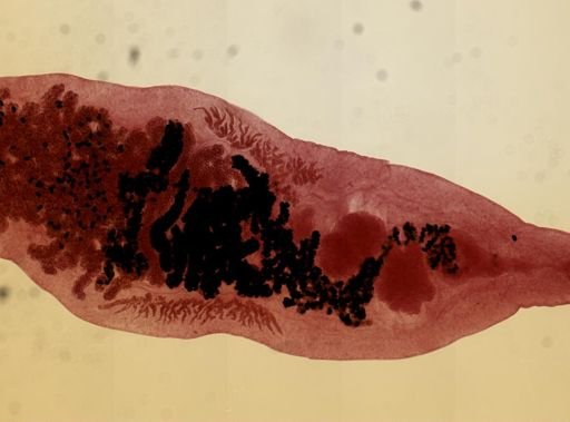 Dicrocoelium dendriticum