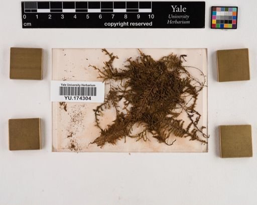 Plantae