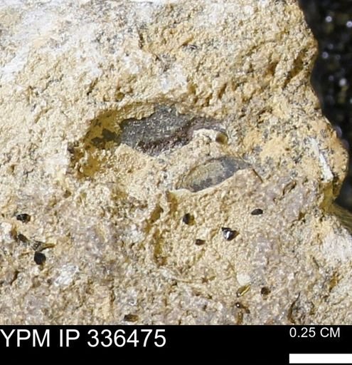 undet. Mollusca