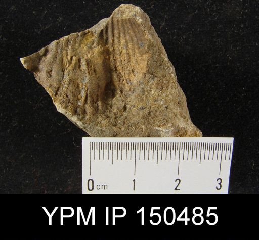 Orthorhynchula sp.