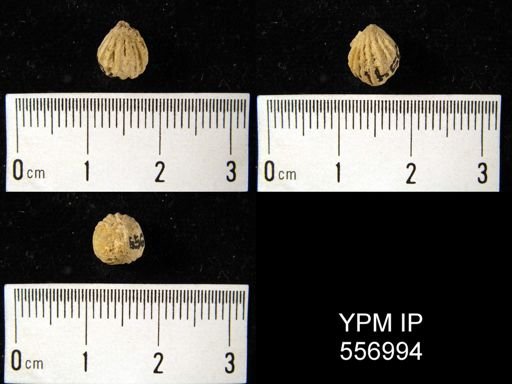 Uncinulus sp.