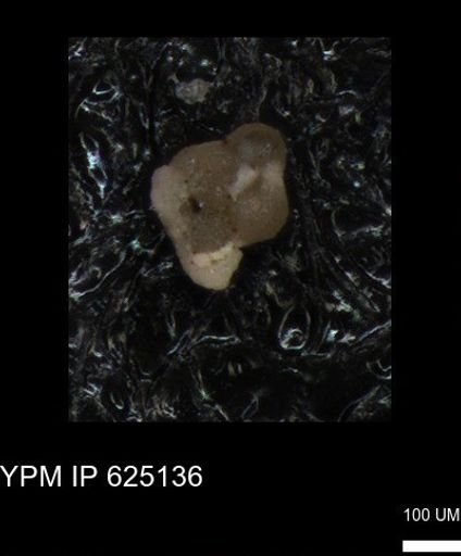 undet. Foraminiferida