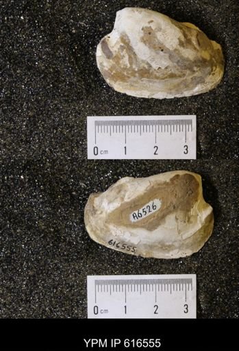 Corbicula?