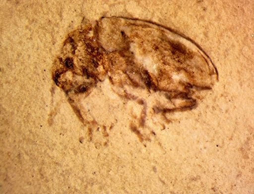 undet. Curculionidae