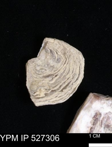 Gryphaea mucronata