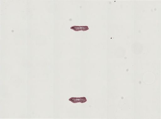 Plagiostomum morgani