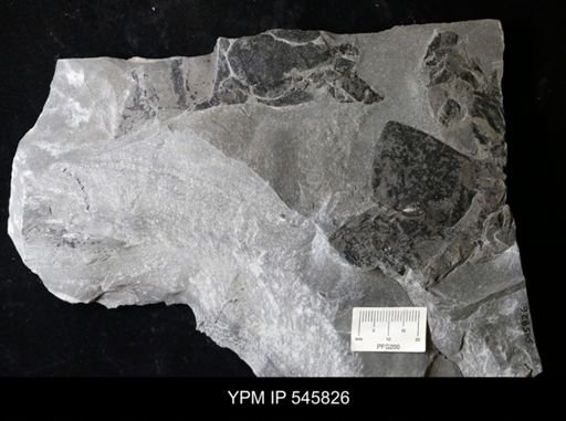 undet. Eurypterida