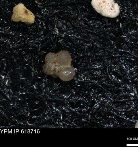 undet. Rugoglobigerinidae