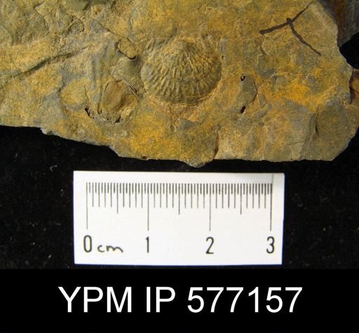 Productella sp.