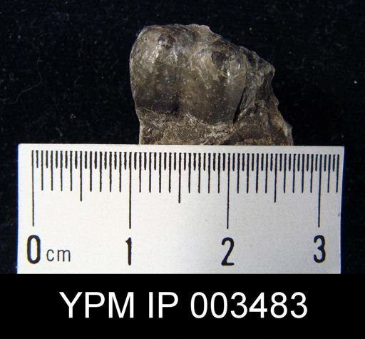 Productus longispinus