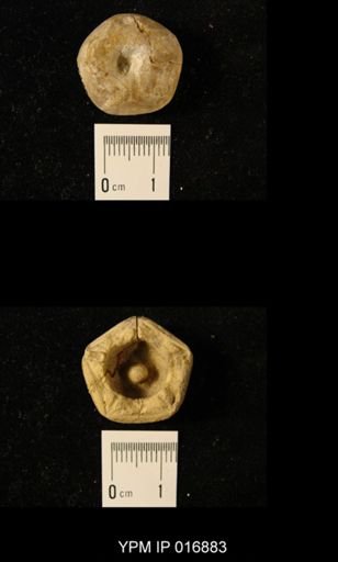 Delocrinus