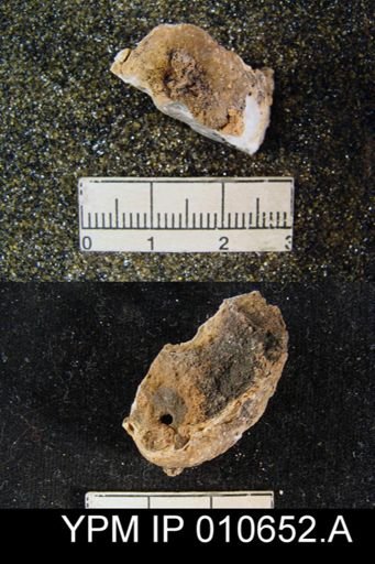 Productus semireticulatus hesseni
