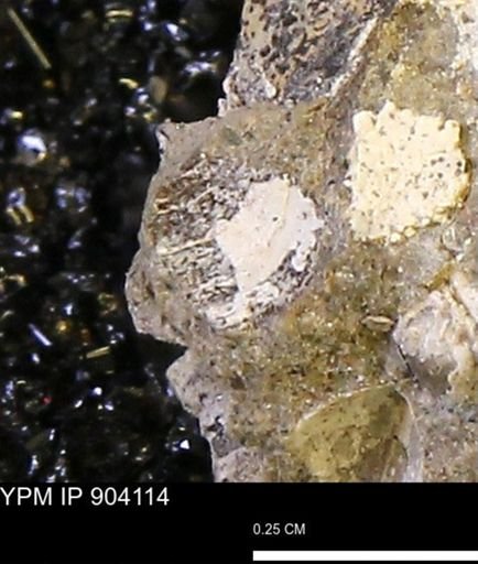 undet. Bivalvia