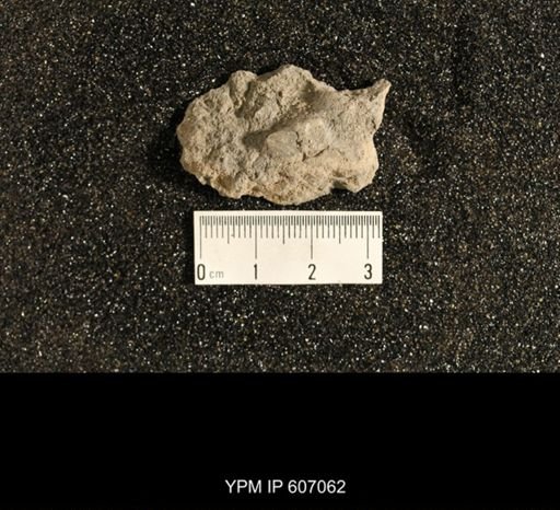 Spiriferina verneuili