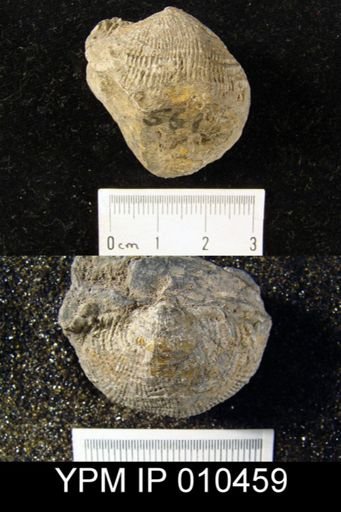 Productus gruenewaldti