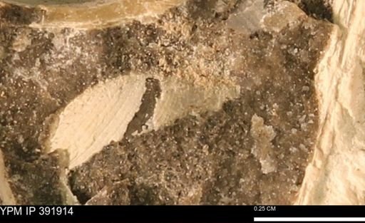 Protocardia sp.