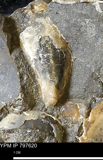 undet. Bivalvia