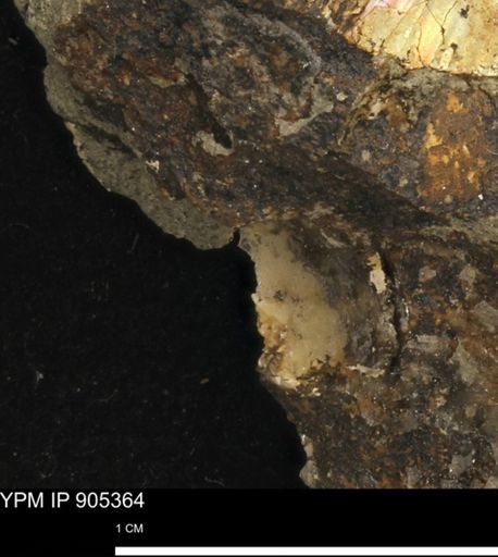 undet. Mollusca