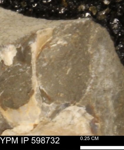 Mollusca