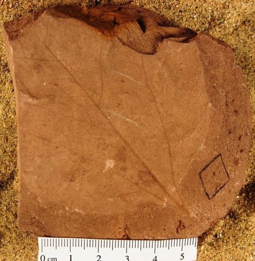 Platanus sp.
