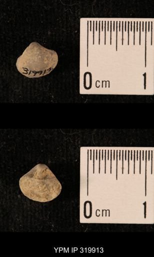 Ambocoelia planoconvexa