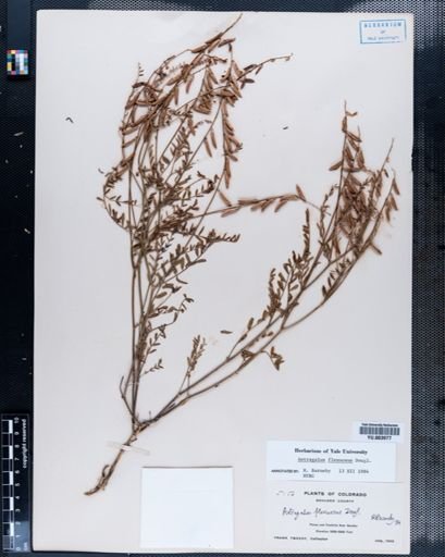 Astragalus