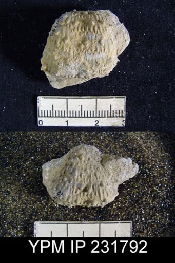 Juresania nebrascensis
