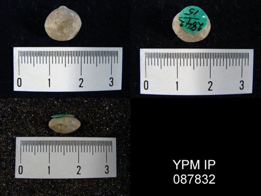 Nucleospira ventricosa