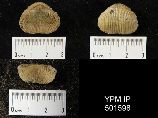 Marginifera lasallensis