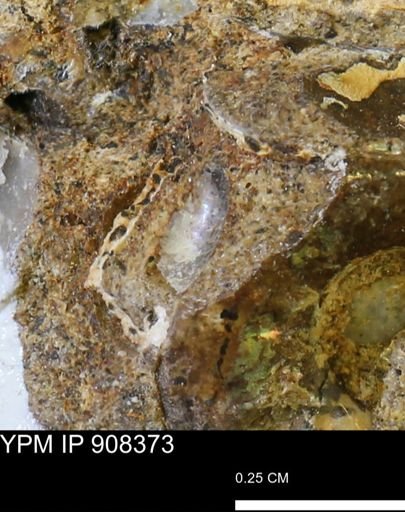 undet. Mollusca