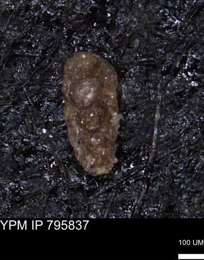 Verneuilina canadensis