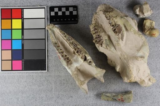 Hyracodon sp.