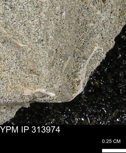undet. Scaphopoda