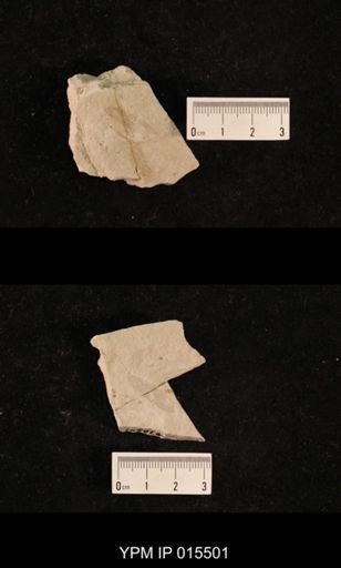 Protereisma permianum