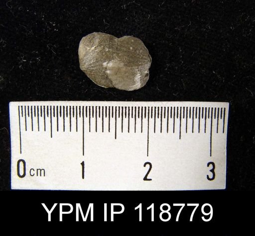 Anoplotheca hemispherica