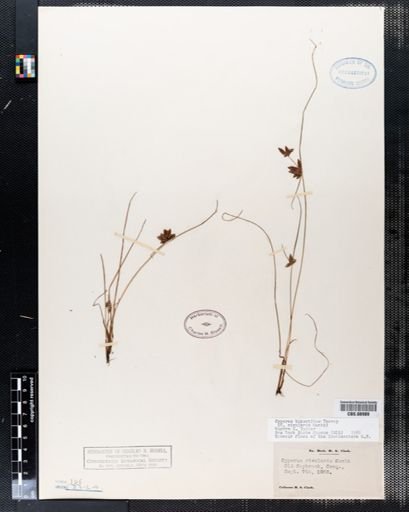 Cyperus bipartitus