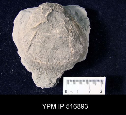 Echinoconchus?